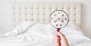 VISHWA PEST MANAGEMENT SERVICE - Album - Pest Control Services Bed Bugs In Bangalore