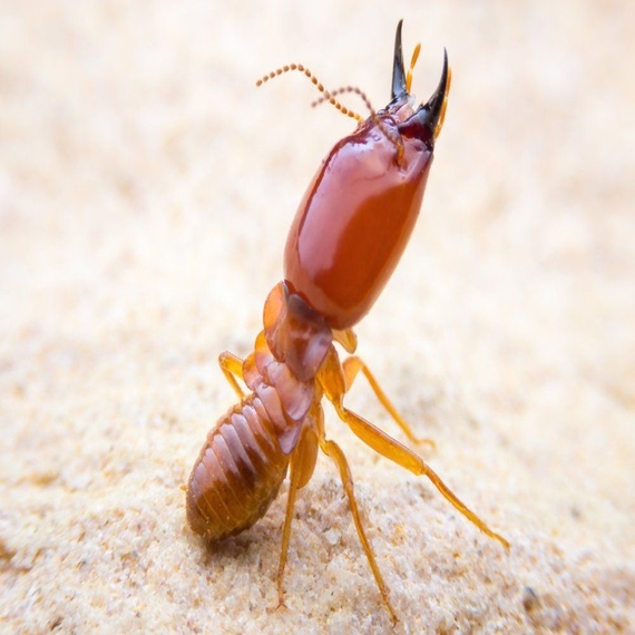 VISHWA PEST MANAGEMENT SERVICE - Service - Termite