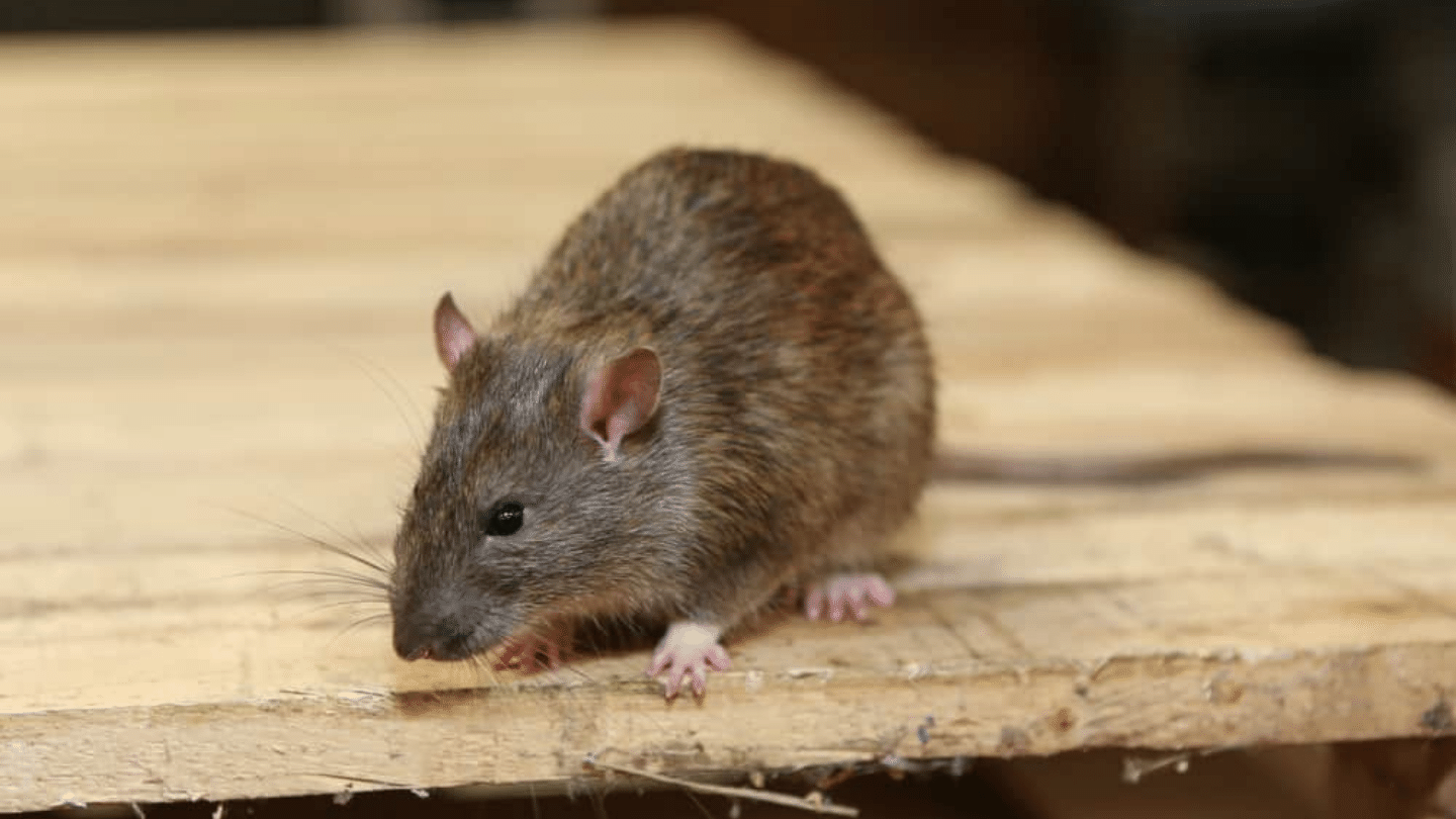 VISHWA PEST MANAGEMENT SERVICE - Service - Rodents