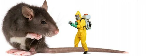 VISHWA PEST MANAGEMENT SERVICE - Album - Pest control services Rodents In Bangalore