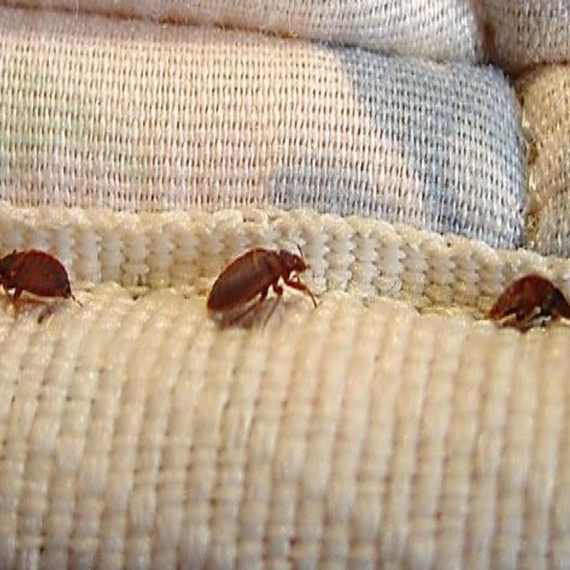 VISHWA PEST MANAGEMENT SERVICE - Service - Bed Bugs